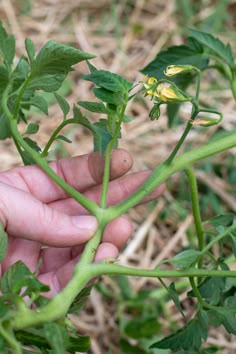 a person holding up a plant with green leaves and yellow flowers in the background,