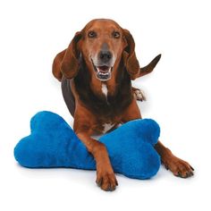 a brown dog laying on top of a blue pillow