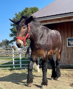 a brown and black horse standing in front of a barn