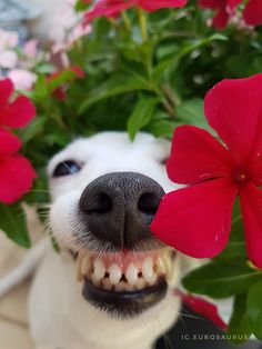 a small white dog with its mouth open and flowers in the back ground behind him