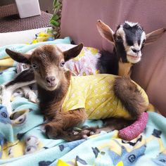 two baby goats laying on top of a blanket