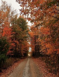 a dirt road surrounded by lots of trees with orange leaves on the ground and in front of it