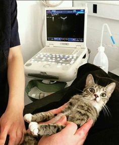 a person holding a cat in front of a laptop