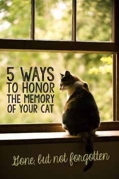 a cat sitting on top of a window sill