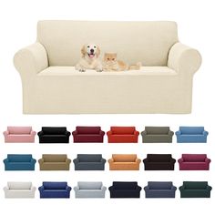 a dog and cat sitting on a couch with different colors in front of it,