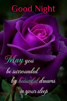 a purple rose with the words, good night may you be surrounded by beautiful dreams in your sleep