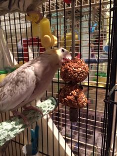 a bird sitting on top of a cage with food in it's beaks