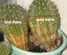 there are two different types of cactus in the pot