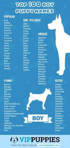 Browse our 1,000 male dog names to find the perfect name for your new puppyWhether you like popularuniqueor inspirationalbe sure to find it here Puppy Names Unique, Boy Puppy Names, Cute Puppy Names, Dog Names Unique, Boy Dog Names, Cute Names For Dogs, Puppy Names, Cute Names, Boy Dog