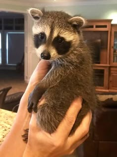 a baby raccoon is being held by someone's hand in a living room