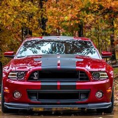 the front end of a red sports car parked on a wet road with trees in the background