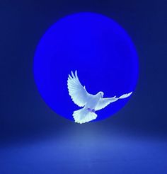 a white dove is flying in front of a blue circle with the light reflecting off it