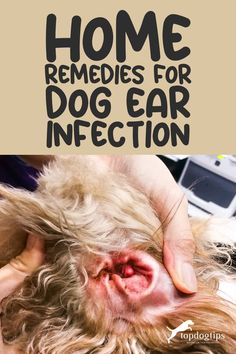 Home Remedies for Dog Ear Infection Natural Remedy For Ear Infections In Dogs, Diy Dog Ear Cleaner Witch Hazel, Dog Ear Remedies, Dog Ear Itching Remedies, Dog Ear Wash Recipe, Remedies For Dog Ear Infections Home, Diy Dog Ear Cleaner Recipes, Diy Ear Cleaner For Dogs, Home Remedy For Dog Ear Yeast