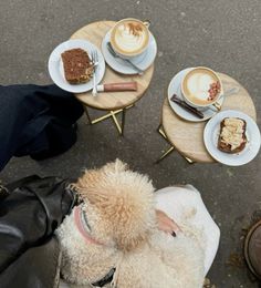 a poodle is sitting in front of some cups of coffee and desserts on the table