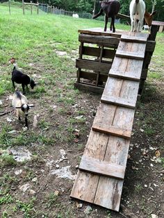 three goats standing on top of a wooden ramp