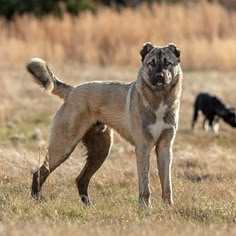 a dog standing in the middle of a field with two other dogs behind it and one is looking at the camera