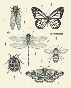 an image of different insects on a white background with the caption's description below