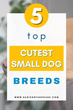 the top 5 cutest small dog breeds