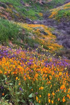 wildflowers blooming on the side of a hill in an open area with purple and yellow flowers