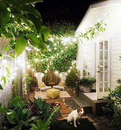 a dog is standing in the yard next to a patio with lights strung up on it