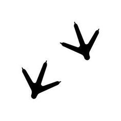 two black birds flying in the sky