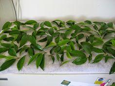 a bunch of leaves that are laying on a towel