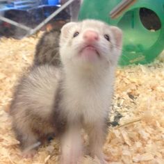 a small ferret standing on top of wood shavings