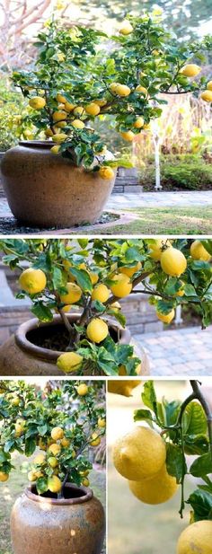 the lemon tree is full of ripe lemons