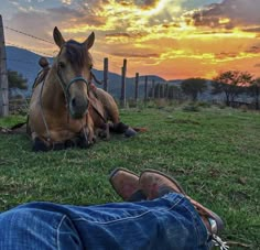 a horse laying on the ground next to a person with his feet up in the grass