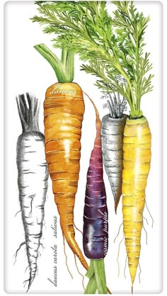 three different colored carrots with green tops