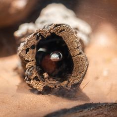 a close up of a small object on the ground with dirt and rocks in the background