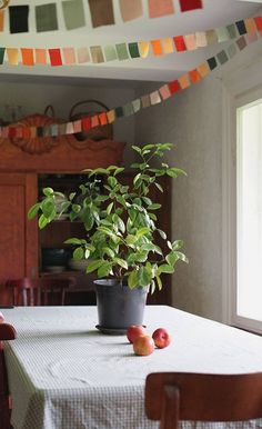 a potted plant sitting on top of a table in front of a kitchen window