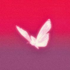 a blurry image of a white butterfly flying in the air with red and pink background