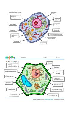 an animal cell is labeled in the diagram below