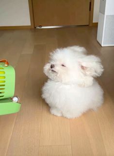 a small white dog sitting on top of a wooden floor next to a hair dryer