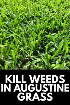 the cover of kill weeds in augustine grass, with text overlaying it