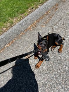 a small black and brown dog laying on top of a sidewalk next to a leash