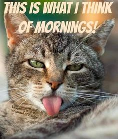 a cat sticking its tongue out with the caption'this is what i think of mornings '