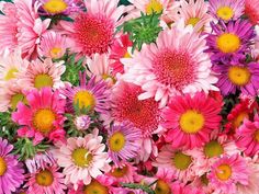 a bunch of pink and yellow flowers with green leaves