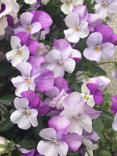 many purple and white flowers are growing together