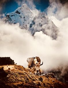 a mountain goat sitting on the side of a hill in front of clouds and snow