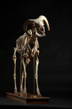 an animal skeleton is displayed on a wooden stand