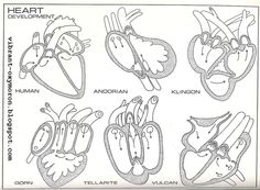 diagram of the human heart and its major vessels, including an occipitis