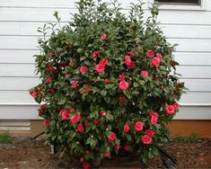 a bush with pink flowers in front of a house