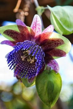 a purple flower with green leaves in the background