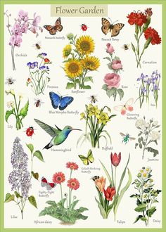 a poster with flowers and butterflies on it's back side, including the words flower garden