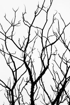 black and white photograph of tree branches with no leaves