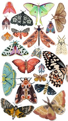 an assortment of butterflies on a white background