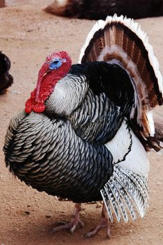 a close up of a turkey on the ground