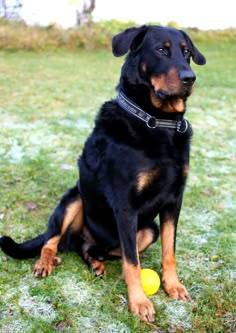 Come play with me! Rottweiler Breed, Come Play With Me, Rottweiler Mix, Dog Cover, Animal Sanctuary, Sweet Dogs